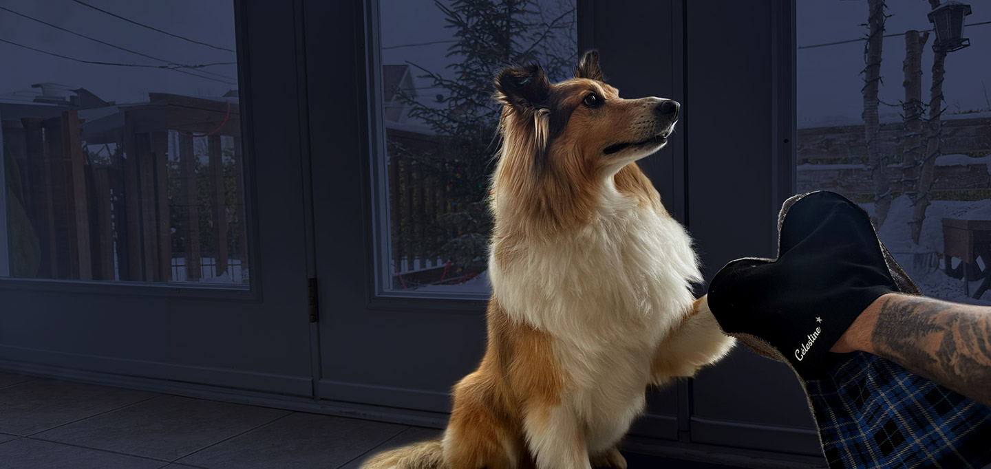 chien se faisant essuyer la patte avec un essuie-patte